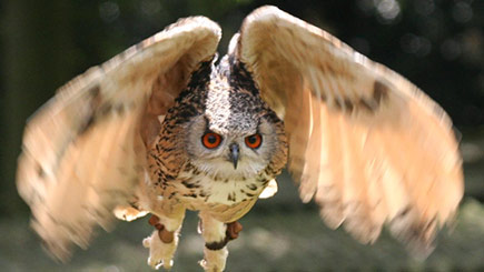 Owl Encounter in Bedfordshire Image 3