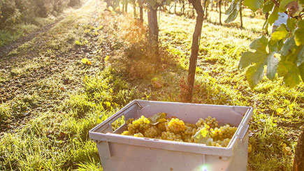 English Vineyard Coach Tour with Lunch and Wine Tasting Image 3