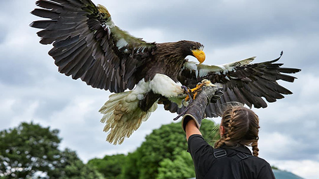 Eagle Handling Experience in Kent Image 2