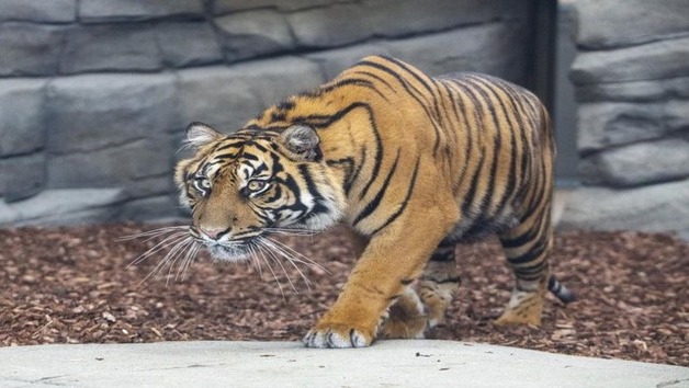 Big Cat Encounter and Afternoon Tea at Twycross Zoo for Two Image 2