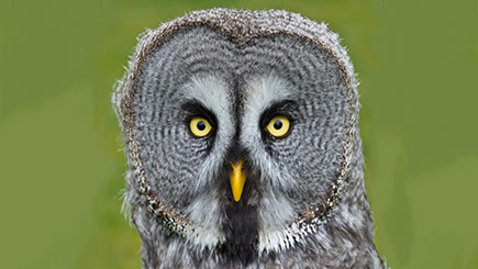 Hands-on Falconry Taster in Warwickshire Image 2