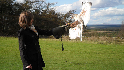 Bird of Prey Falconry in Northumberland