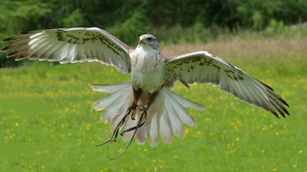 Bird of Prey Falconry in Northumberland | Red Letter Days