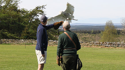 Owl Encounter at Falcon Days Image 2