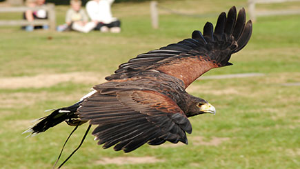 Bird of Prey Experience in Cheshire Image 2