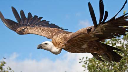 Bird Of Prey Experience In Cheshire