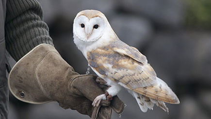 Meerkat, Ferret, and Owl Experience for Two in Cheshire Image 3