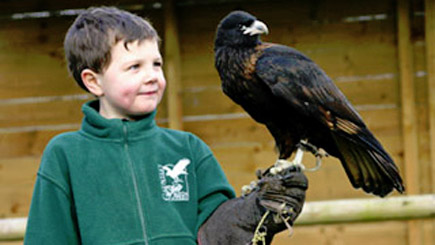 Kids Introduction for Two to Birds of Prey Image 2