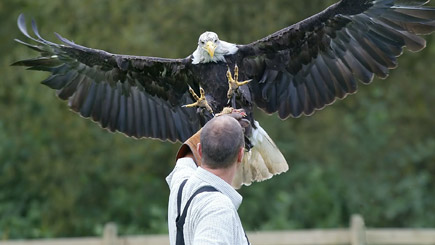 Kids Introduction for Two to Birds of Prey Image 3