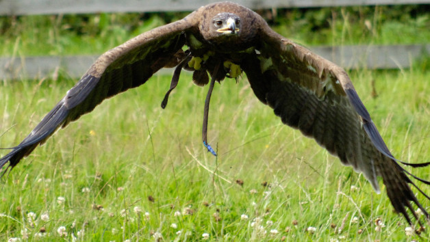 One Hour Introduction for Two Children to Birds of Prey picture