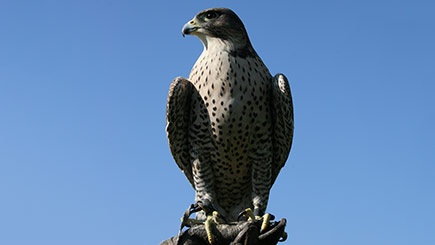 Bird Of Prey Falconry Taster