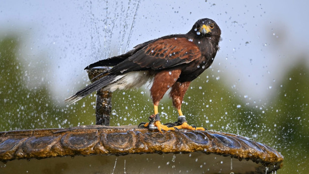 Falconry Insight Day picture