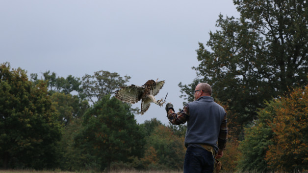 Six Hour Falconry Experience with Lunch and a VIP Tour for One at The Hawking Centre picture