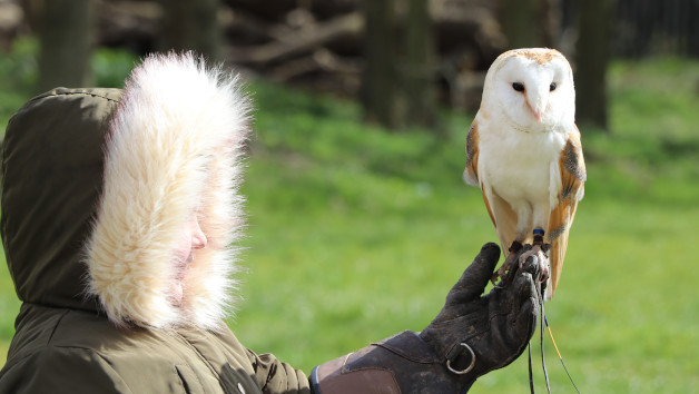 Bird of Prey Falconry Experience for One at The Hawking Centre in Kent picture