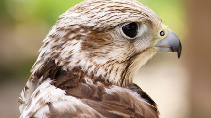 Bird of Prey Falconry Experience in Essex