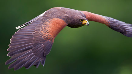 Bird Of Prey Falconry Experience In Derbyshire