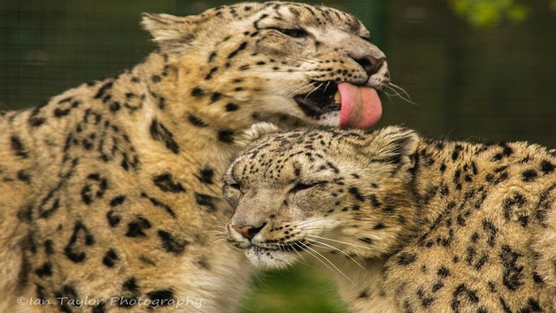 Luxury Lodge Overnight Stay at The Big Cat Sanctuary for Two – Weekends Image 5