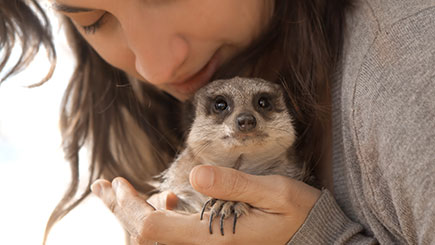 Meerkat, Ferret, and Owl Experience in Cheshire