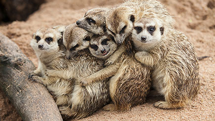 Meerkat, Ferret, and Owl Experience for Two in Cheshire Image 1