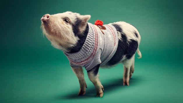 Pig Enthusiast Experience at Kew Little Pigs for Two picture