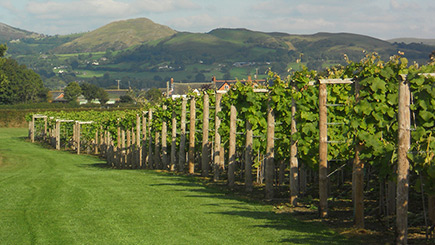 Vineyard Tour and Wine Tasting for Two at Kerry Vale Vineyard, Shropshire Image 1