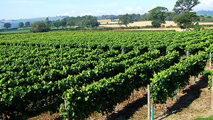 Vineyard Tour, Wine Tasting and Afternoon Tea for Two at Kerry Vale Vineyard Image 1