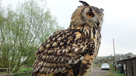 Owl Encounter in Suffolk Owl Encounter in Suffolk