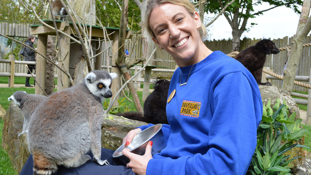 Lemur Close Encounter Experience for One at Drusillas Park Zoo Image 3