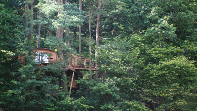 Treehouse Experience for Two picture
