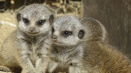 Meeting the Meerkats for Two, Oxfordshire Meeting the Meerkats for Two, Oxfordshire