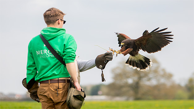 Three Hour Birds of Prey Flying Experience for Two with Mercer Falconry Image 1