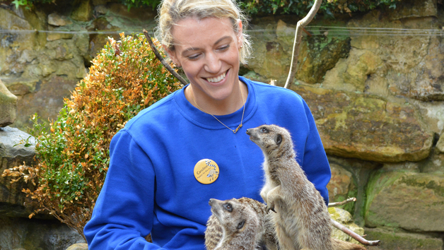 Meerkat Close Encounter Experience at Drusillas Park Zoo for Two Image 2