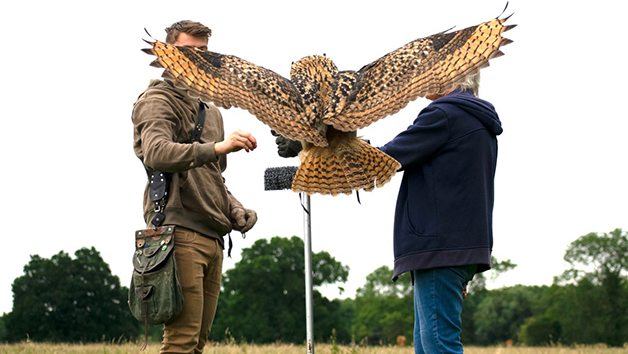 Three Hours Birds Of Prey Flying Experience For One With Mercer Falconry