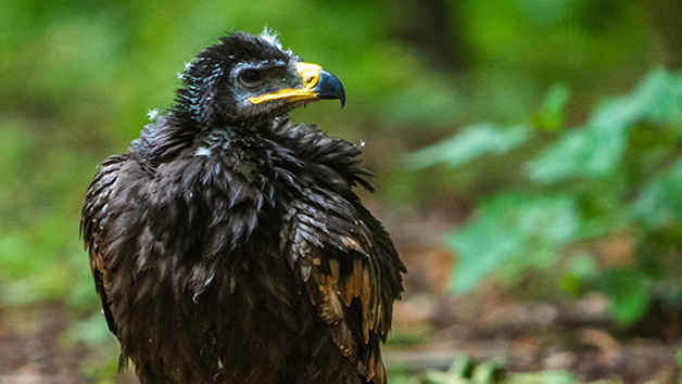 Three Hours Birds of Prey Flying Experience for One with Mercer Falconry Image 3