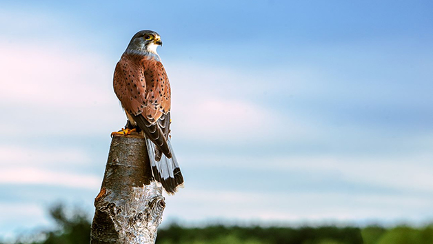 Three Hours Birds of Prey Photography Experience for Two with Mercer Falconry Image 3