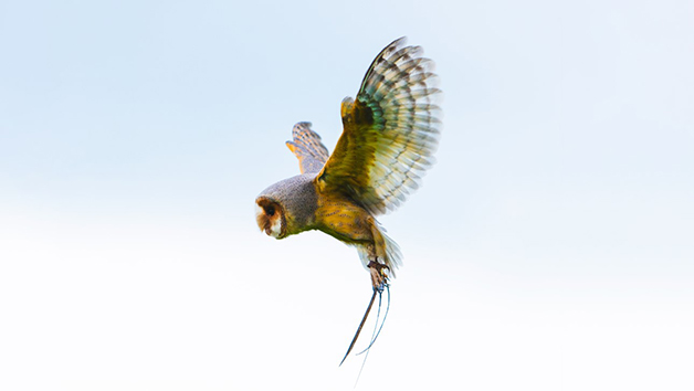 Three Hours Birds of Prey Photography Experience for Two with Mercer Falconry Image 5