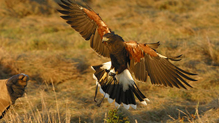 Hands-on Hawk Taster with BB Falconry Image 3