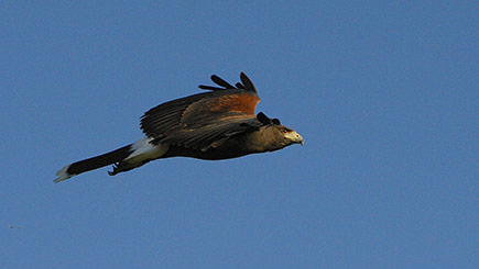 Hands-on Hawk Taster with BB Falconry