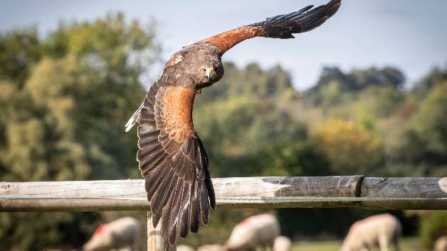Introduction to Birds of Prey for Two with BB Falconry picture