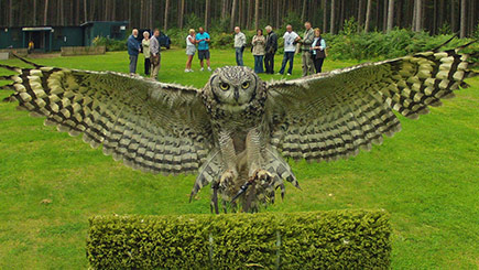 Owl Encounter in Derbyshire with BB Falconry