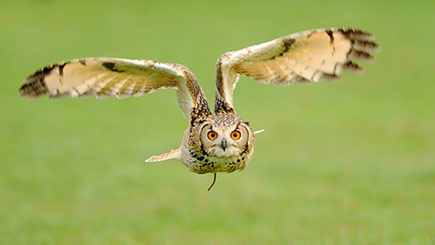 Owl Encounter in Derbyshire with BB Falconry Image 3