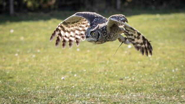 Owl Encounter in Derbyshire with BB Falconry picture