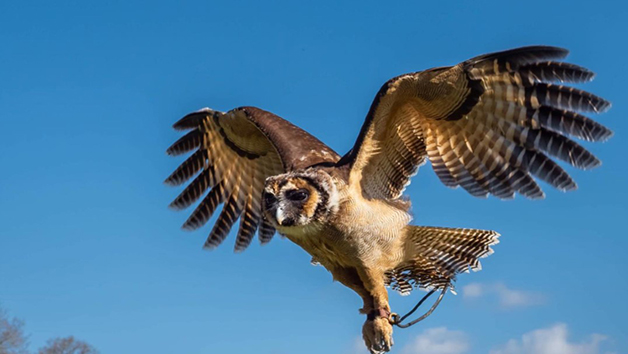 The Owl Experience for Two at the UK Owl and Raptor Centre Image 2