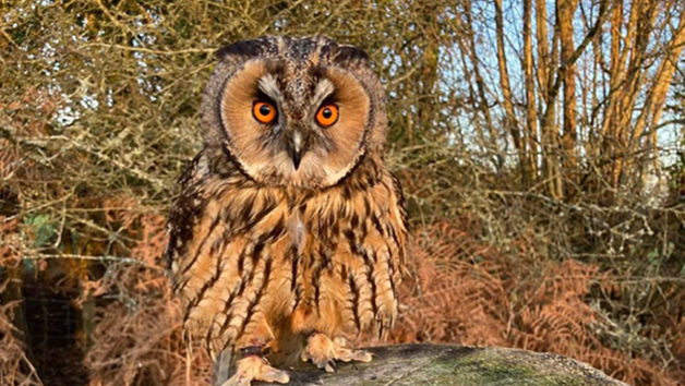 Choice of the Owl or Bird of Prey Experience for Two Image 3