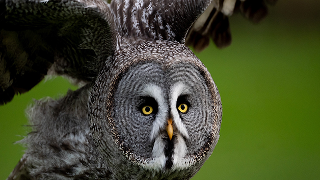 The Owl Family Experience for Four at the UK Owl and Raptor Centre Image 3