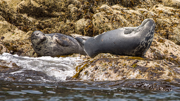 Two Hour Sealife Safari RIB Trip for Two in Padstow, Cornwall Image 3