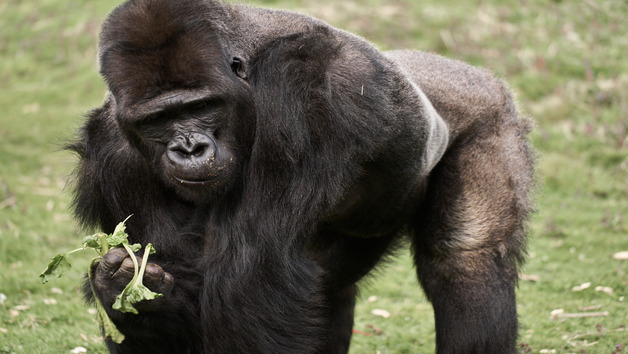 Port Lympne Reserve Gorilla Encounter and Truck Safari for Two Image 3