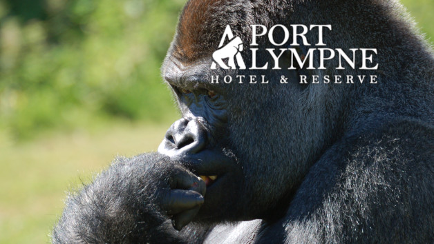Port Lympne Reserve Gorilla Encounter and Truck Safari for Two picture