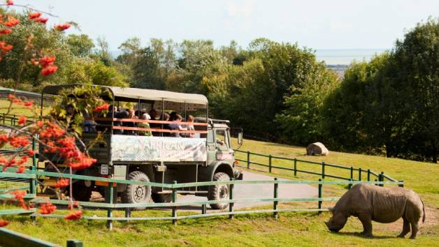 Entry to Port Lympne Reserve with Truck Safari and Afternoon Tea for Two picture