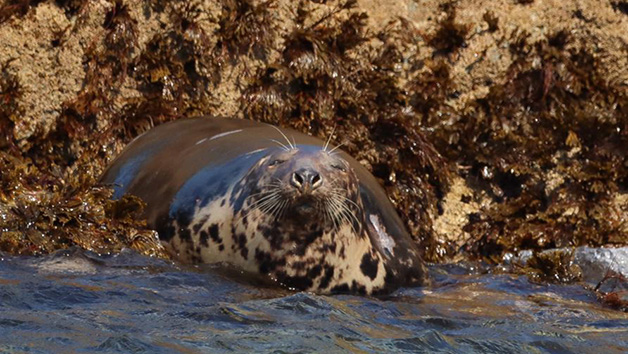 One Hour Seal Safari RIB Trip for Two in Padstow, Cornwall Image 4